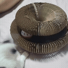 62d80454fcd7d21c931b1344787a058ftmqlnvakiy.gif__PID:671b9fd0-a7bf-41b7-a54c-9fa13183a197