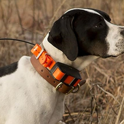Waterproof Dog Collar for Pet Training – Lightweight & Durable