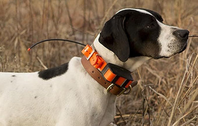 Waterproof Dog Collar for Pet Training – Lightweight & Durable