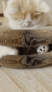 92f50f843dd183f6a5bc5bf28cbf9cc5ldlwhygvhp.gif__PID:b28f0a78-671b-4fd0-a7bf-a1b7654c9fa1