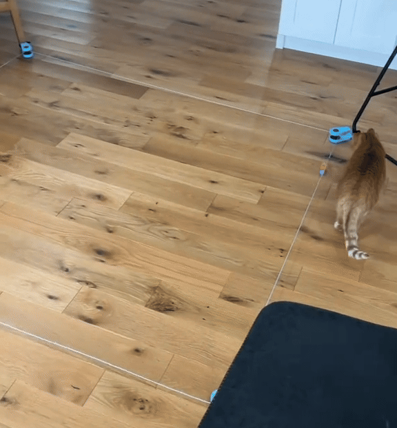 Automatic Interactive Cat Toy with Moving Feather Teaser