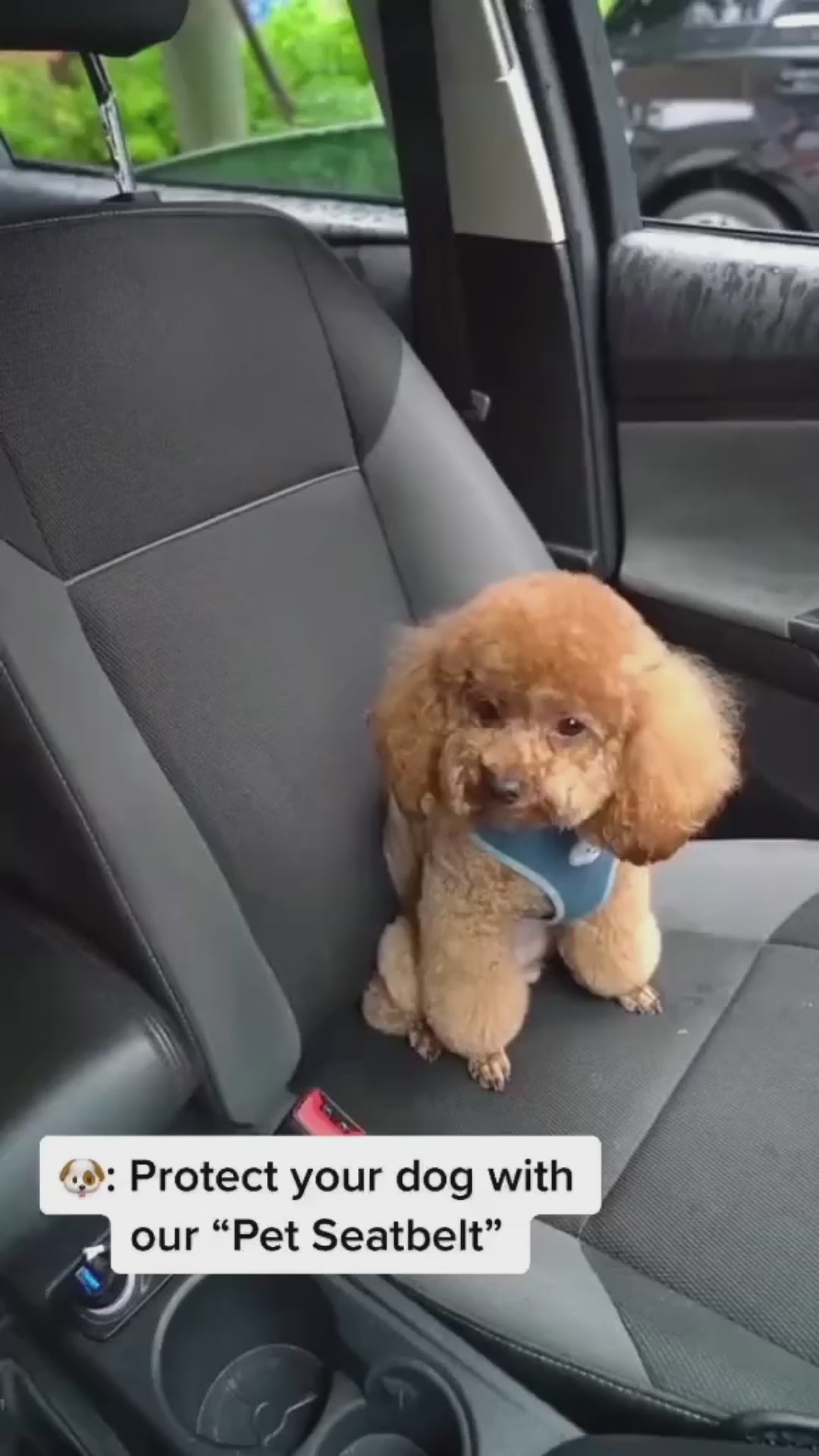 Adjustable Pet Car Seat Belt – Safety Harness Clip for Dogs & Cats | Nylon Vehicle Restraint